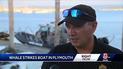 Whale lands on boat off Massachusetts coast in ‘insane’ moment caught on video