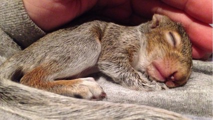 Pinpon, un bébé écureuil sauvé des flammes en Gironde, devient la mascotte d’un village