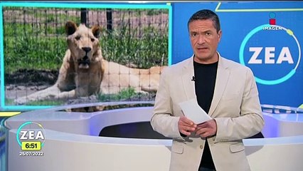 Reportan como grave a leona del santuario Black Jaguar-White Tiger