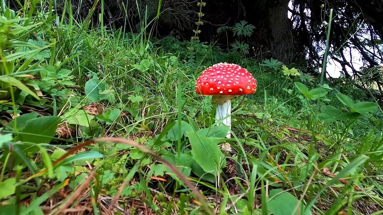 Cogumelos. Como são os Cogumelos . Natureza plena e sábia. Músicas relaxantes