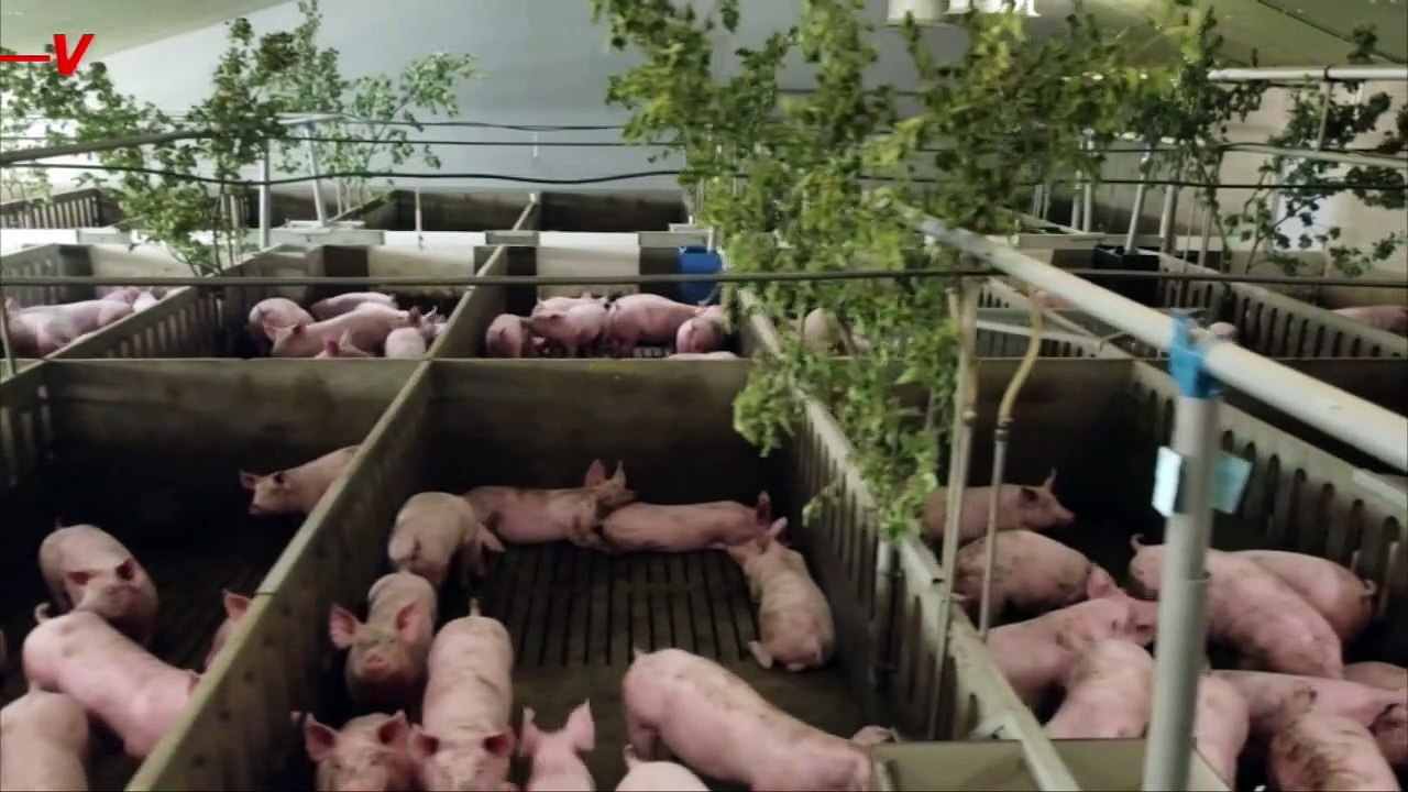 Farmer Discovers Music Can Control Pigs’ Behavior, Scientists Now Studying the Phenomenon