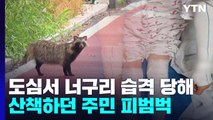 서울 도심 너구리 습격에 주민 피범벅 상처...