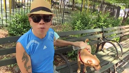 Mörderischer Sommer in New York: "Auch Hunde können schnell überhitzen"