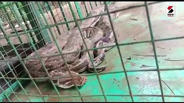 જંબુસરમાંથી વનવિભાગે પકડ્યો 11 ફૂટ લાંબો અજગર