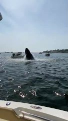 Breaching Whale Slams Boat