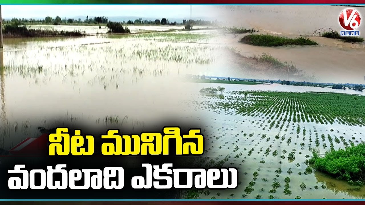 Crops Submerged In Flood Water, Farmers Demand Compensation For Crop Loss| Mulugu | V6 News