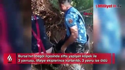 Bursa'da zifte yapışan köpek ile 3 yavrusu kurtarıldı, 3'ü ise öldü