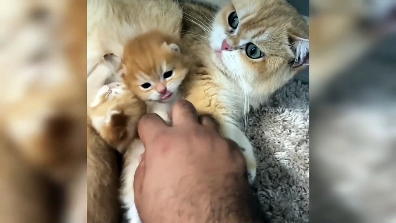 Baby Cats - Cute and Funny Cat Videos