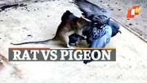 Rat Attacks Pigeon | Know Who Wins The Fierce Fight