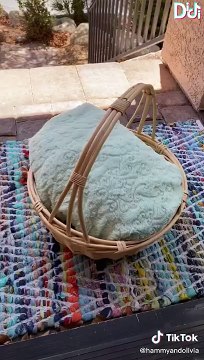 Best Hammy and Olivia TikToks of 2022 #4 Funny Hammy & Olivia Corgi TikTok Compilation