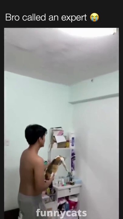 Cute Cat Fun Videos