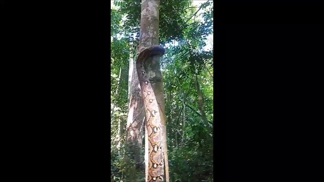 La technique d'escalade de cet énorme serpent est incroyable... Python dans les arbres