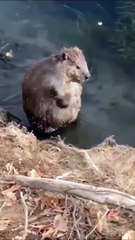 Maman lui a dit de bien frotter, il frotte bien