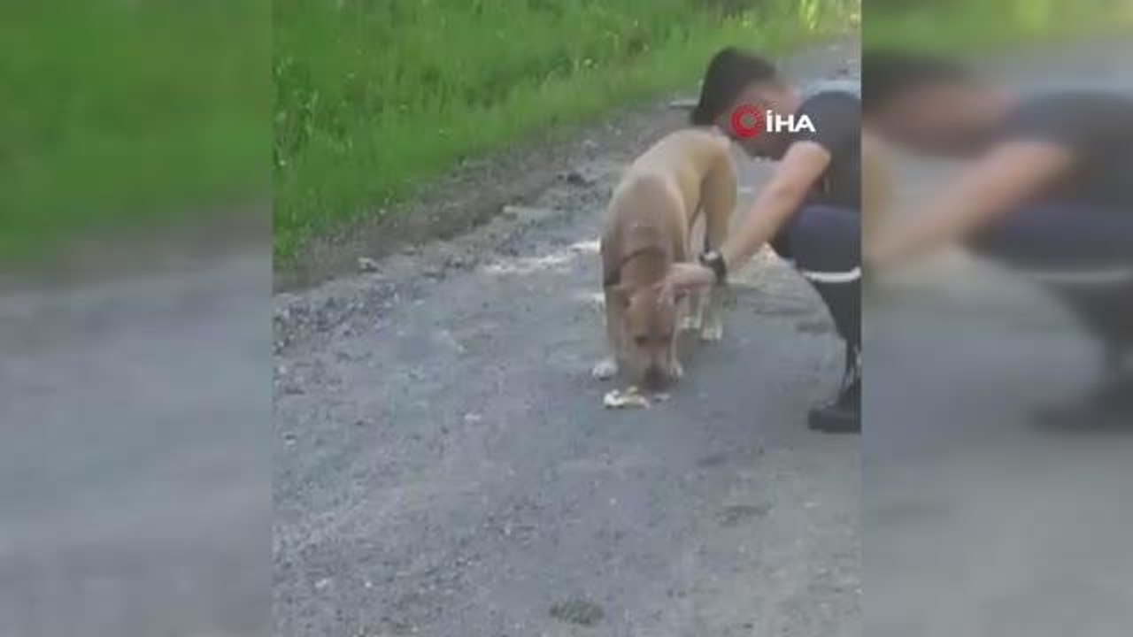 Ormanda kaybolan köpeğin 11 gün sonra sahibine...