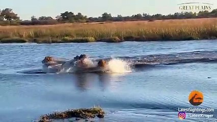 3 lions se font chasser par un hippopotame