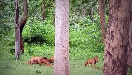 14 Brutal Moments Of Wild Dogs Finishing Off Animals Twice Their Size