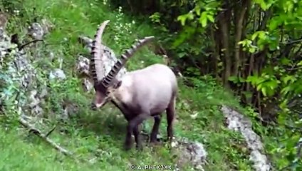 15 Animals With The Biggest Horns In The World