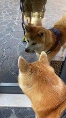 Akita Doesn't Trust the Dog in the Window