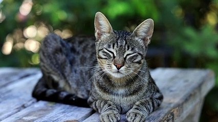 Animals funny video animals cat video animals cat