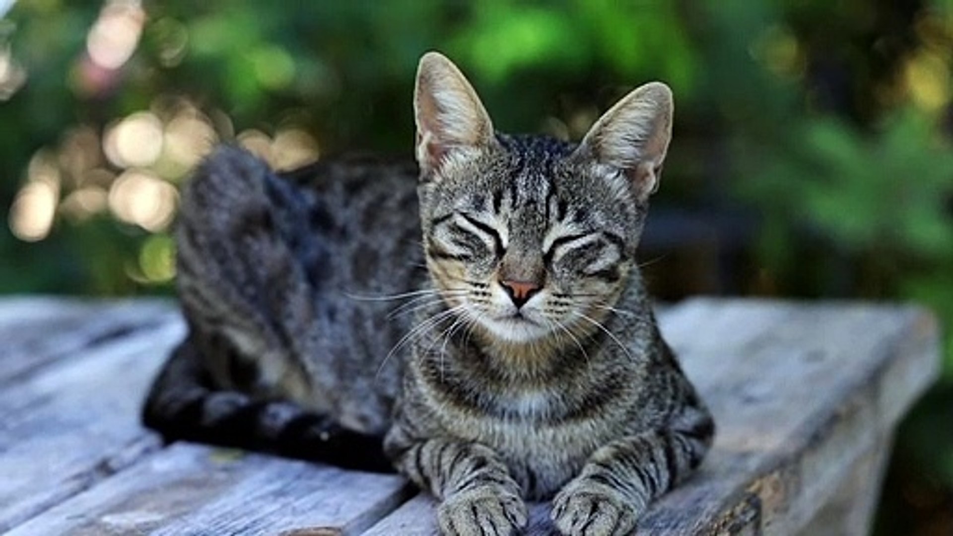 ⁣Animals funny video animals cat video animals cat