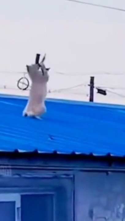 KELAKUAN KUCING OREN MENANGKAP MANGSA