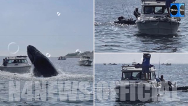 Scary Moment Whale Breach, Lands on Boat off Massachusetts Coast in Insane Moves Caught on Video