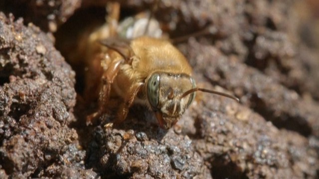 «Les abeilles sont là pour nous aider» : au Brésil, ces abeilles sans dard qui font un miel différent