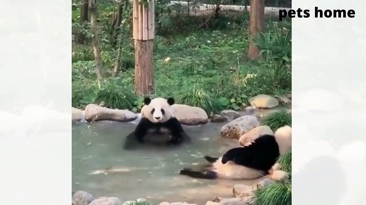 funny animal videos Copyright free