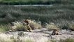 Lioness with her cute cubs - Serengeti Tanzania