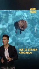 Thalía le salvó la vida a un tierno ratoncito que se ahogaba en una piscina