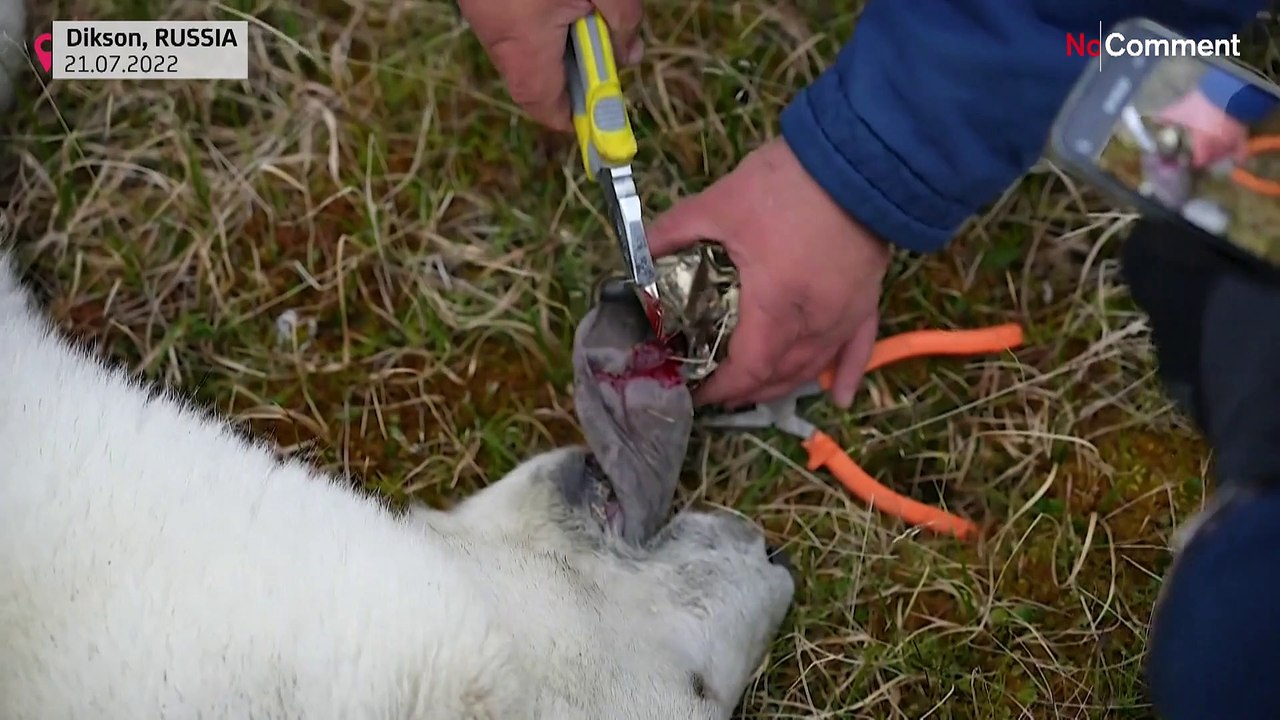 Arktis: Eisbär muss Konservendose aus dem Maul operiert werden
