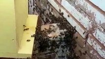 Vídeo mostra abelhas sendo retiradas de residência na Rua Nereu Ramos
