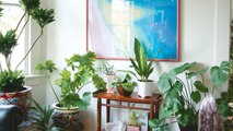 4 Very Simple Steps to Keep Your Houseplants Alive