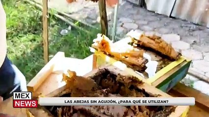 LAS ABEJAS SIN AGUIJÓN, ¿PARA QUÉ SE UTILIZAN?