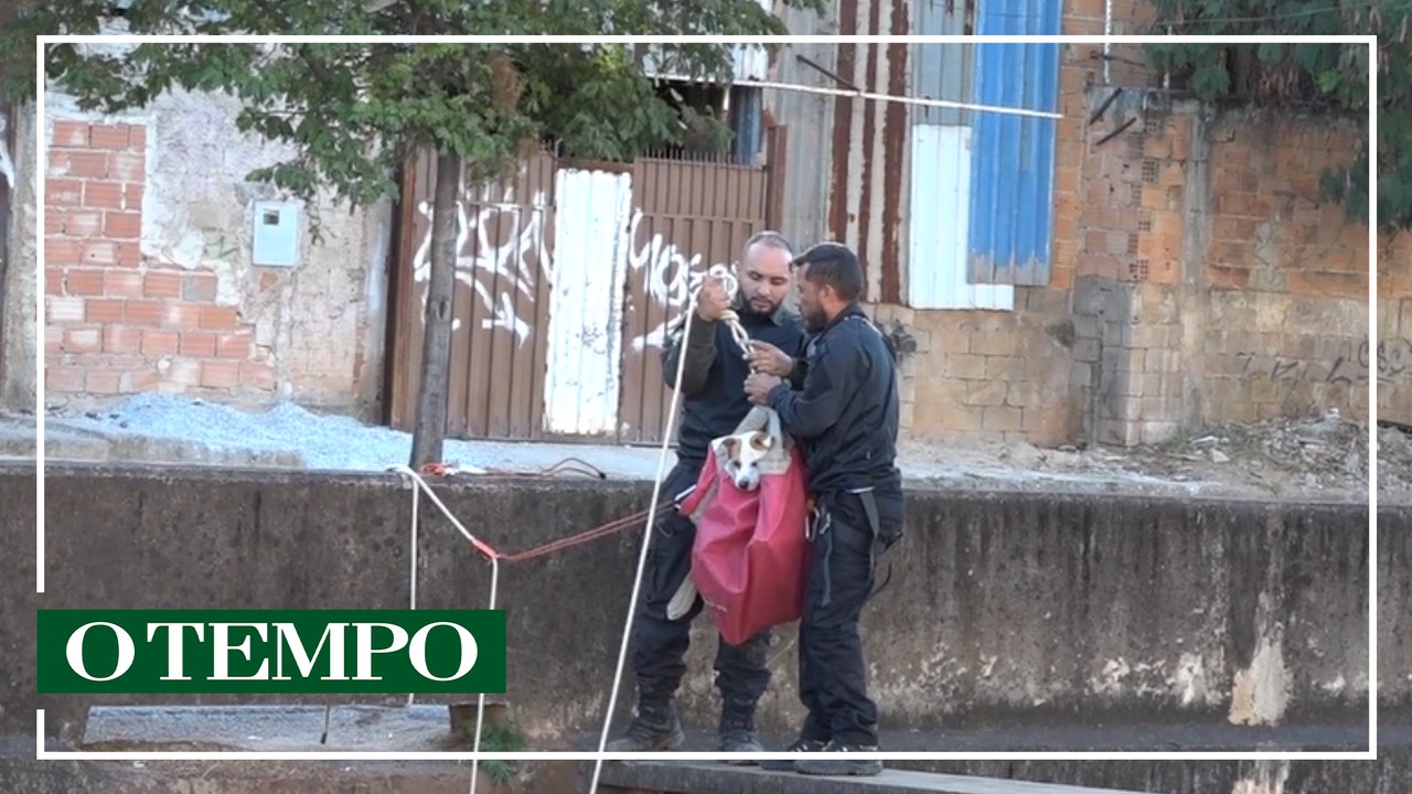 Grupo de resgate animal retira cachorro do Ribeirão Arrudas
