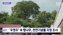 [문화연예 플러스] '우영우' 속 팽나무, 천연기념물 지정 조사