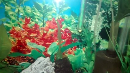 شاهد صغار اسماك الجوبي