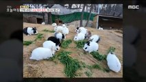 [INCIDENT] Dozens of rabbits on the mountain?!, 생방송 오늘 아침 22076
