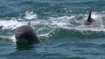 More dolphins, whales spotted in New York waters