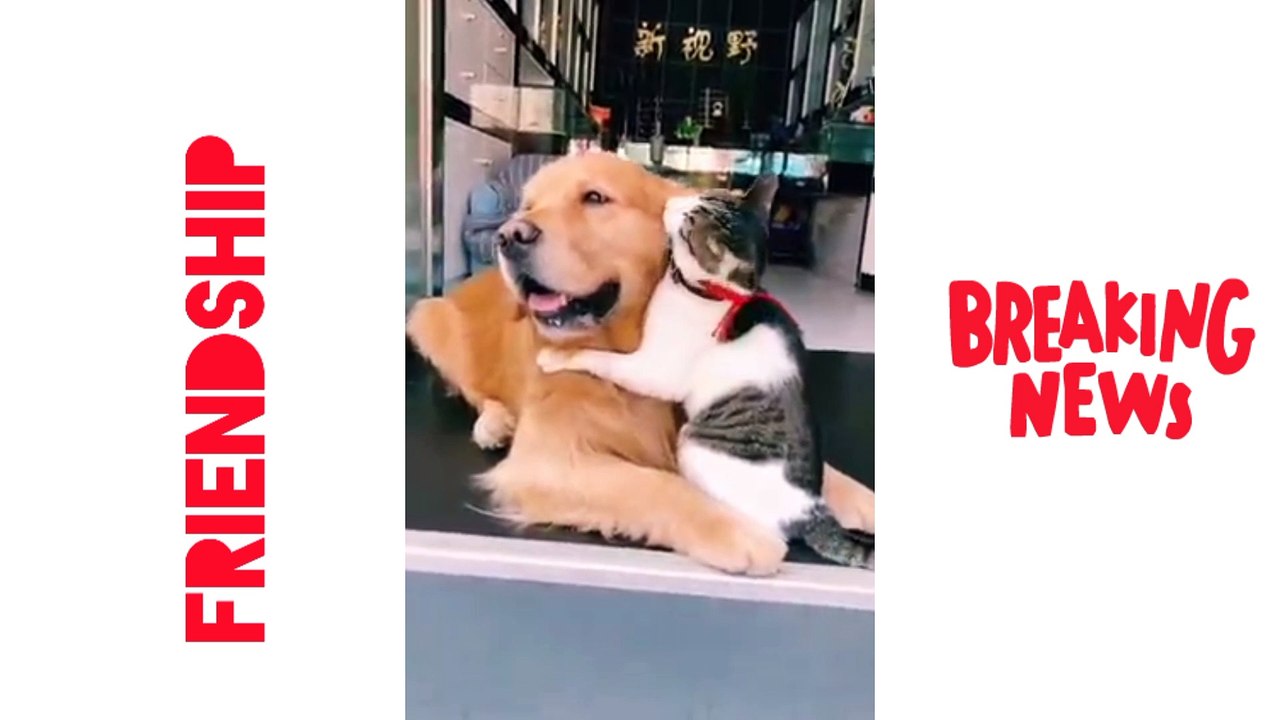 Friendship forever between in cat and dog video |Beautiful moments