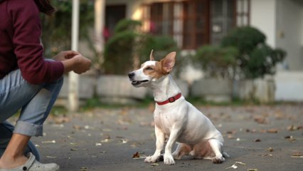Is your dog right- or left-pawed?