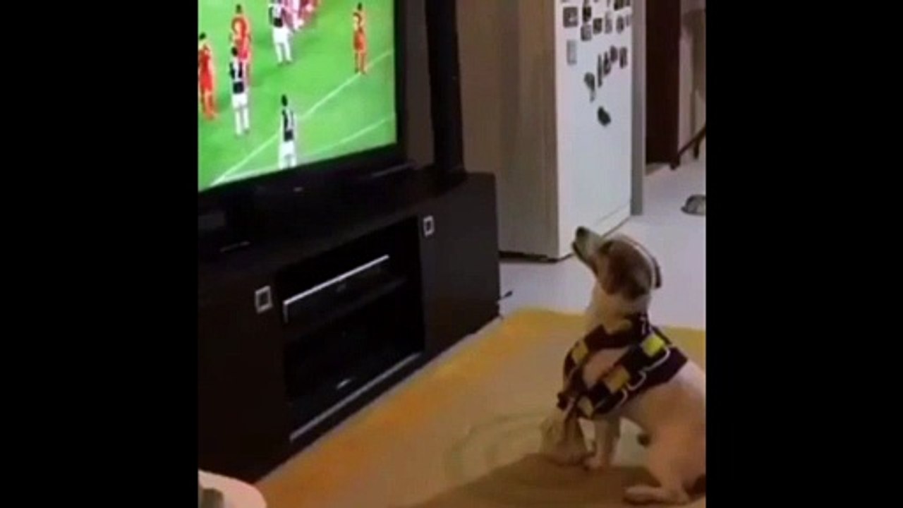 Anjing Gol