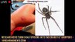 Researchers Turn Dead Spiders Into 'Necrobotic' Grippers - 1BREAKINGNEWS.COM