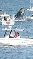 بالفيديو.. حوت يهاجم قارب صيد بجسده في ولاية ماساشوستس الأمريكية