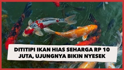 Dititipi Ikan Hias Seharga Rp 10 Juta, Ujungnya Bikin Nyesek