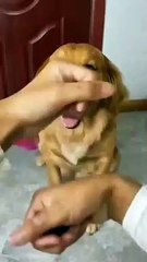 Funny Dogs Videos. This Done s is very Angry. #dogs