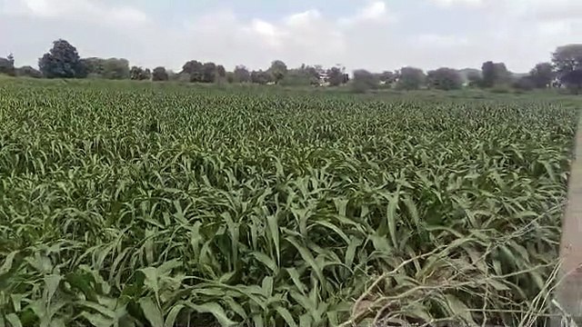 खरीफ फसलों की बुवाई को बारिश का मिला साथ, खेतों में लहलहाने लगी बाजरे की फसल