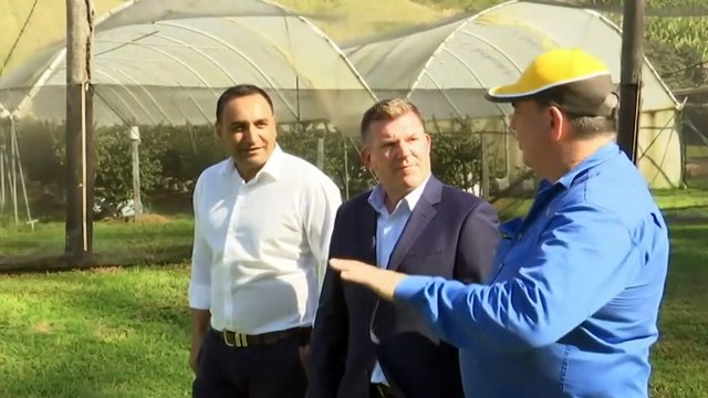 Varroa mite detected near Coffs Harbour in NSW