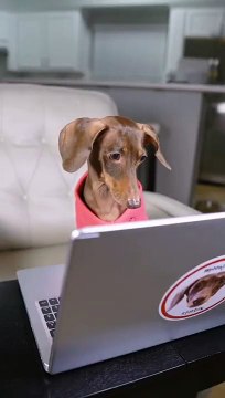 Friendly pets moments _ Best of best funny pets videos