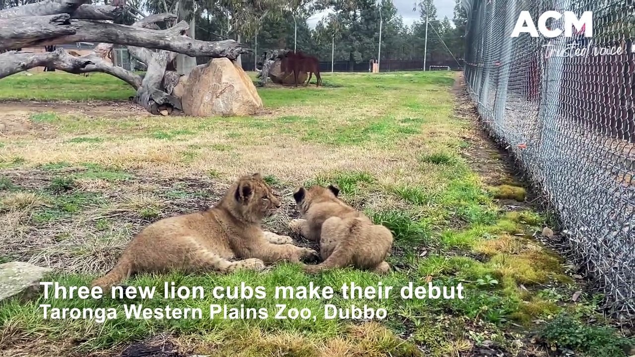 3 lion cubs and a giraffe calf at Dubbo Zoo 26 July 2022